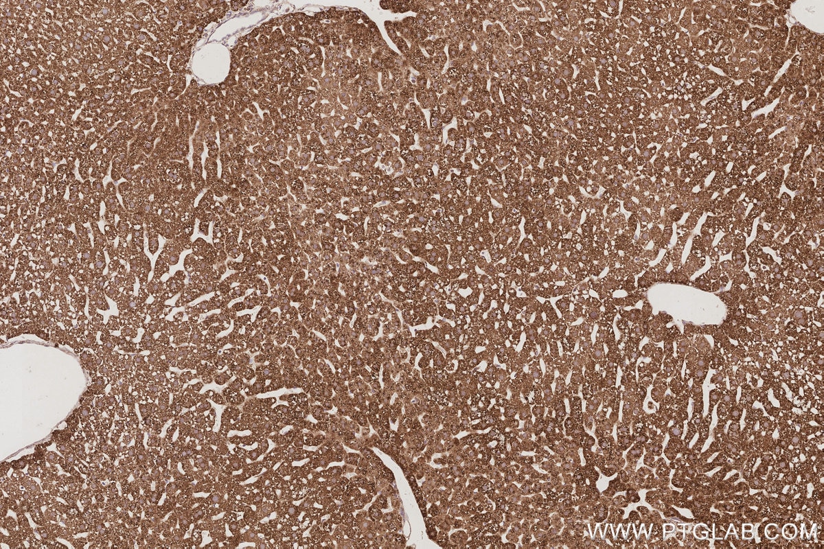 Immunohistochemistry (IHC) staining of mouse liver tissue using NFS1 Polyclonal antibody (15370-1-AP)