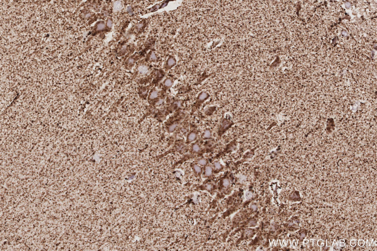Immunohistochemistry (IHC) staining of rat brain tissue using NFS1 Polyclonal antibody (15370-1-AP)