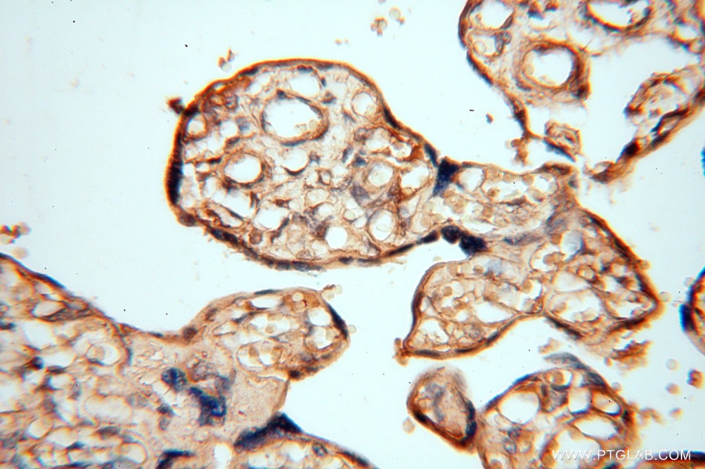 Immunohistochemistry (IHC) staining of human placenta tissue using NFS1 Polyclonal antibody (15370-1-AP)