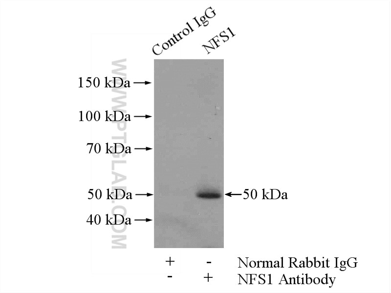 Immunoprecipitation (IP) experiment of HepG2 cells using NFS1 Polyclonal antibody (15370-1-AP)