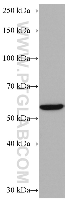 Western Blot (WB) analysis of HeLa cells using NFS1 Monoclonal antibody (67021-1-Ig)
