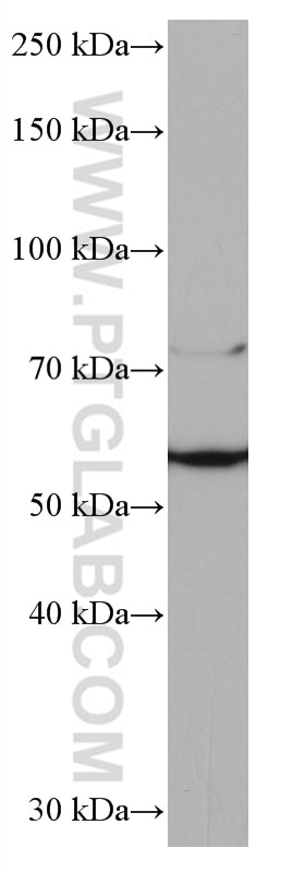 Western Blot (WB) analysis of HEK-293 cells using NFS1 Monoclonal antibody (67021-1-Ig)