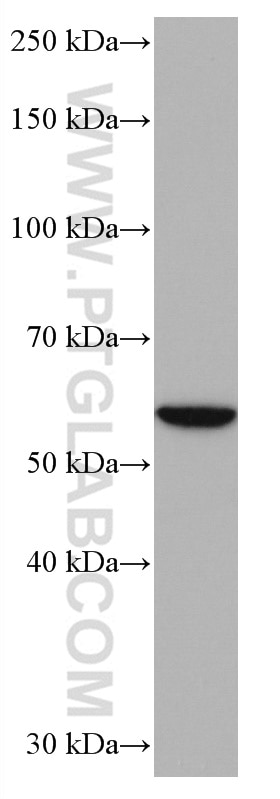 Western Blot (WB) analysis of HepG2 cells using NFS1 Monoclonal antibody (67021-1-Ig)