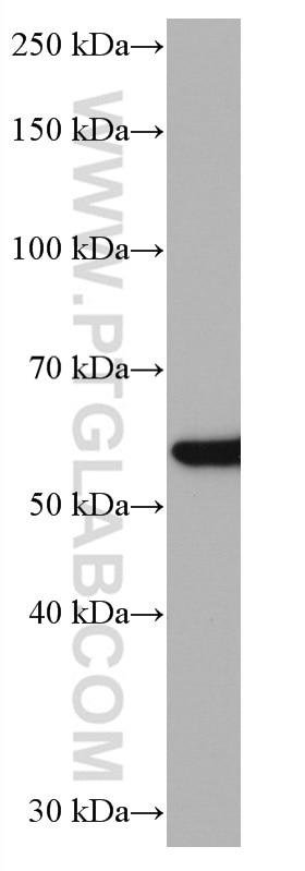 Western Blot (WB) analysis of HSC-T6 cells using NFS1 Monoclonal antibody (67021-1-Ig)