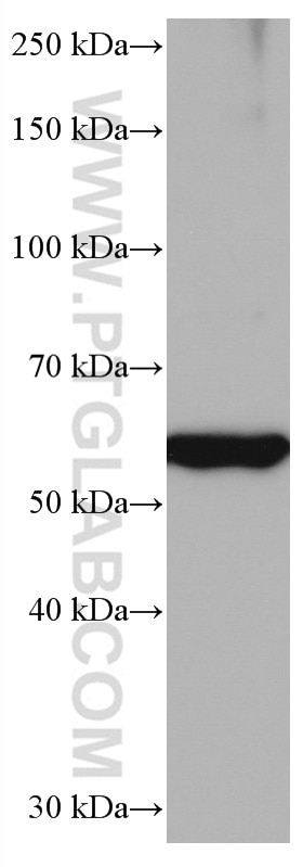 Western Blot (WB) analysis of NIH/3T3 cells using NFS1 Monoclonal antibody (67021-1-Ig)
