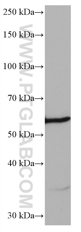 Western Blot (WB) analysis of RAW 264.7 cells using NFS1 Monoclonal antibody (67021-1-Ig)