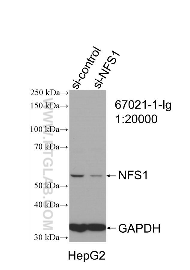 Western Blot (WB) analysis of HepG2 cells using NFS1 Monoclonal antibody (67021-1-Ig)