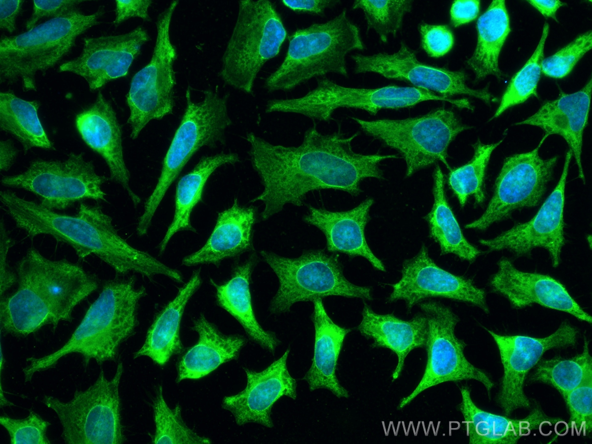 Immunofluorescence (IF) / fluorescent staining of HeLa cells using CoraLite® Plus 488-conjugated NFS1 Monoclonal anti (CL488-67021)