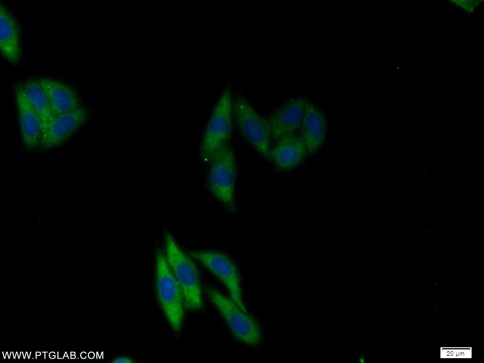 Immunofluorescence (IF) / fluorescent staining of HepG2 cells using NFU1 Polyclonal antibody (25598-1-AP)