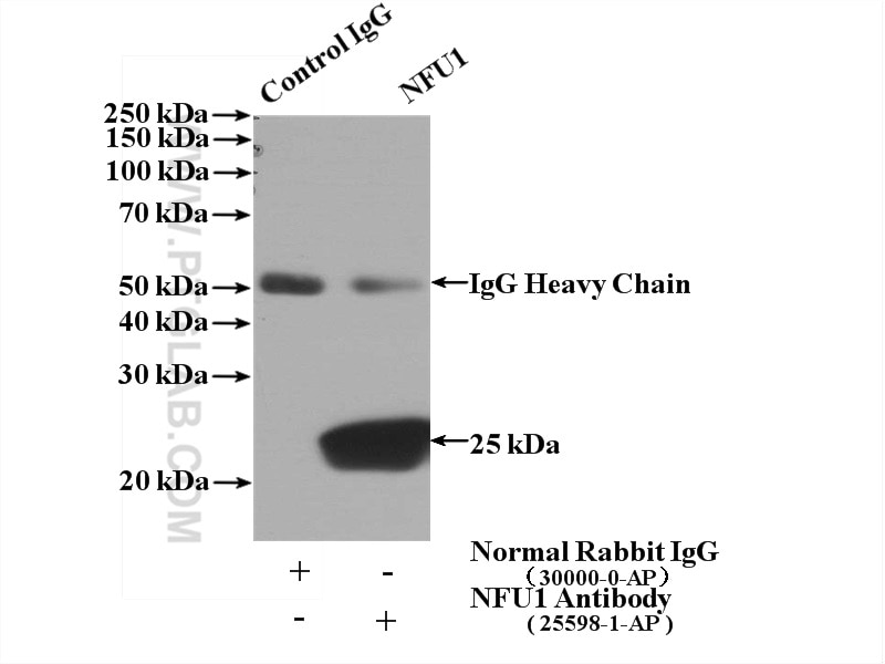 Immunoprecipitation (IP) experiment of mouse brain tissue using NFU1 Polyclonal antibody (25598-1-AP)