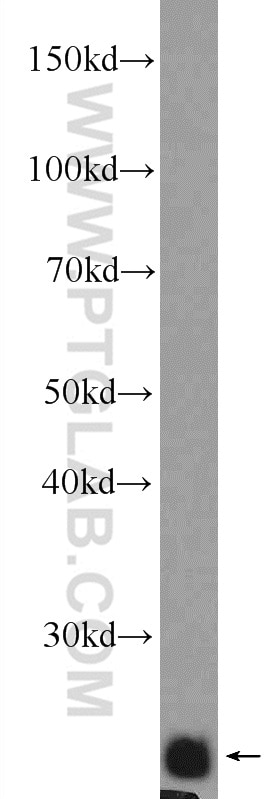 Western Blot (WB) analysis of mouse brain tissue using NFU1 Polyclonal antibody (25598-1-AP)