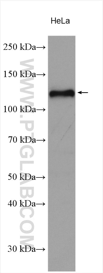 Western Blot (WB) analysis of HeLa cells using NFX1 Polyclonal antibody (16387-1-AP)