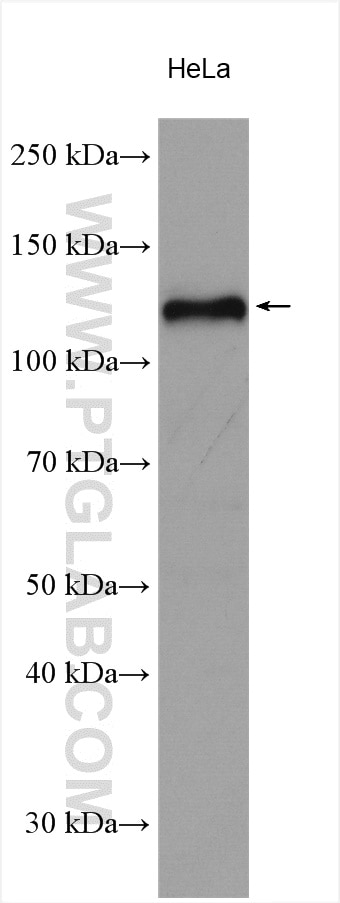 WB analysis of HeLa using 16387-1-AP