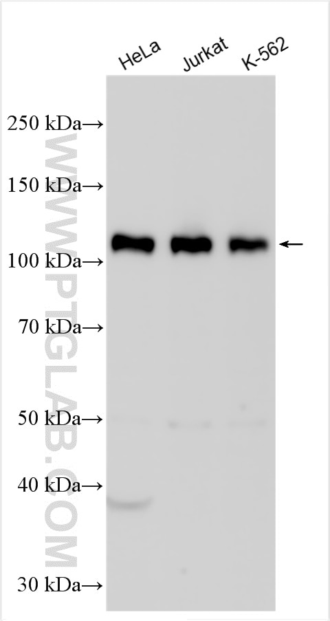 Western Blot (WB) analysis of various lysates using NFX1 Polyclonal antibody (16387-1-AP)