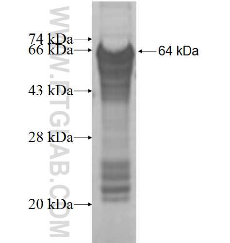 NFX1 fusion protein Ag9448 SDS-PAGE