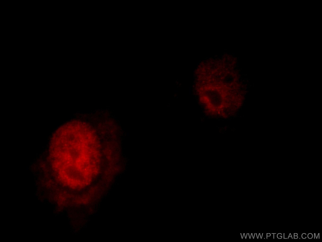 Immunofluorescence (IF) / fluorescent staining of HepG2 cells using NFYA Polyclonal antibody (12981-1-AP)