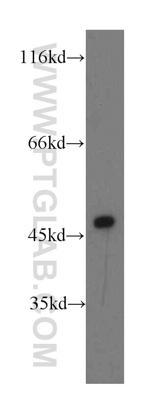 Western Blot (WB) analysis of HEK-293 cells using NFYA Polyclonal antibody (12981-1-AP)