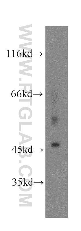 Western Blot (WB) analysis of HT-1080 cells using NFYA Polyclonal antibody (12981-1-AP)