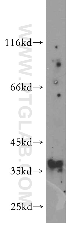 Western Blot (WB) analysis of K-562 cells using NFYA Polyclonal antibody (12981-1-AP)