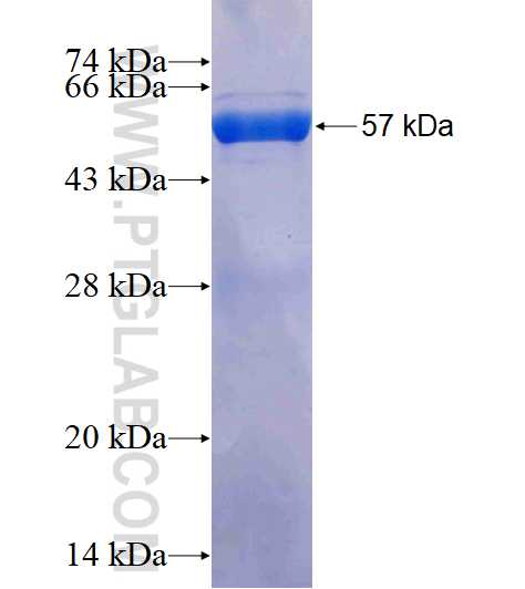 NFYA fusion protein Ag3604 SDS-PAGE