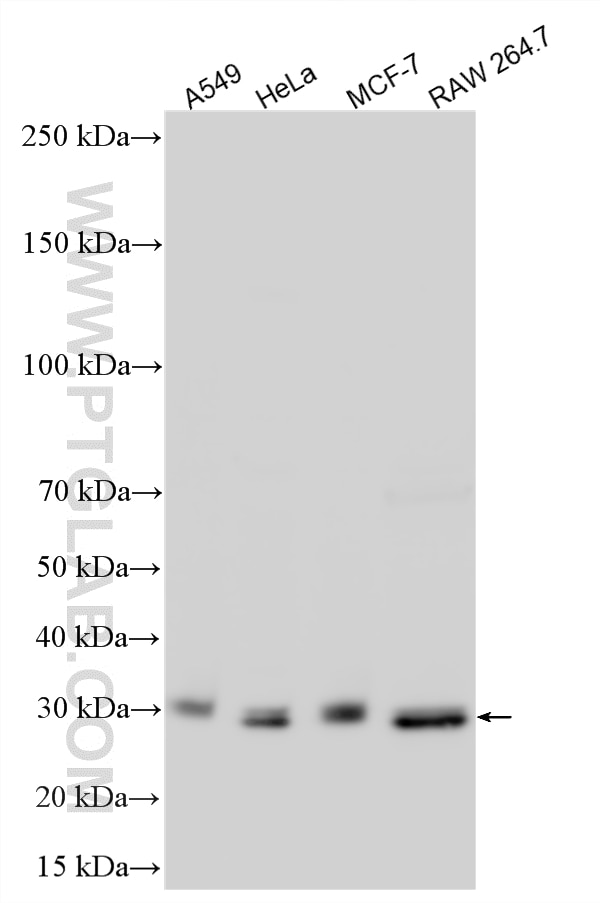 Western Blot (WB) analysis of various lysates using NFYB Polyclonal antibody (15868-1-AP)
