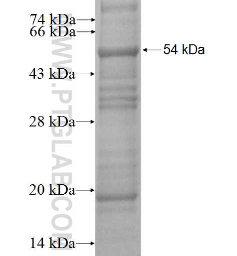 NFYC fusion protein Ag0140 SDS-PAGE