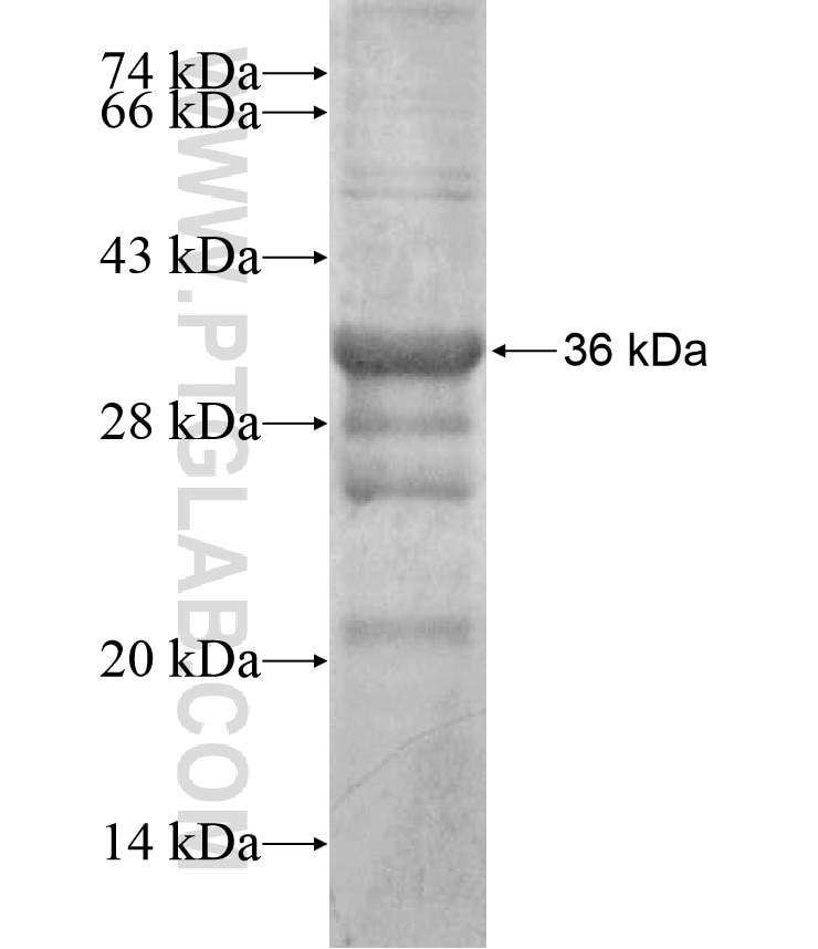 NFYC fusion protein Ag17360 SDS-PAGE