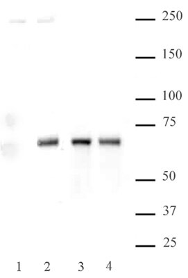 NFkB p65 phospho Ser536 pAb tested by Western blot. HeLa cell extract (20 ug per lane) probed with either NFkB p65 phospho Ser536 pAb (Lanes 1 and 2, 1:500 dilution) or with NFkB p65 pAb (Catalog No. 39369, Lanes 3 and 4, 1:5,000 dilution). Lanes 1 and 3: extracts derived from untreated cells. Lanes 2 and 4: extracts derived from cells treated with TNF-a and Calyculin.