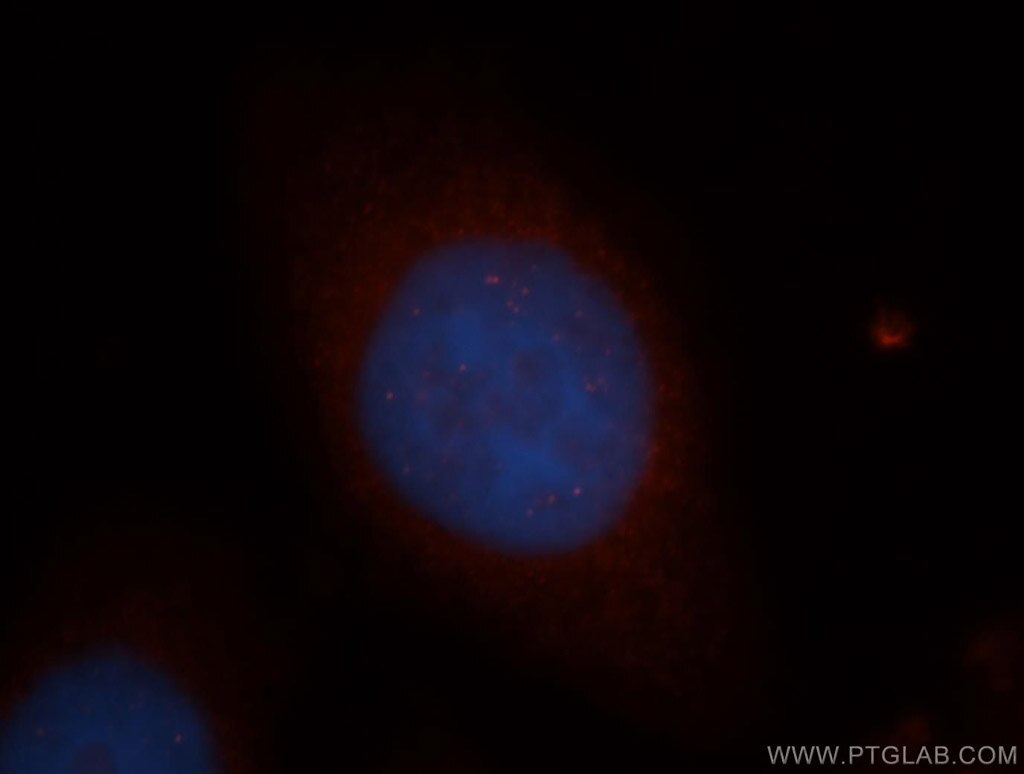 Immunofluorescence (IF) / fluorescent staining of HeLa cells using NGDN Polyclonal antibody (16524-1-AP)