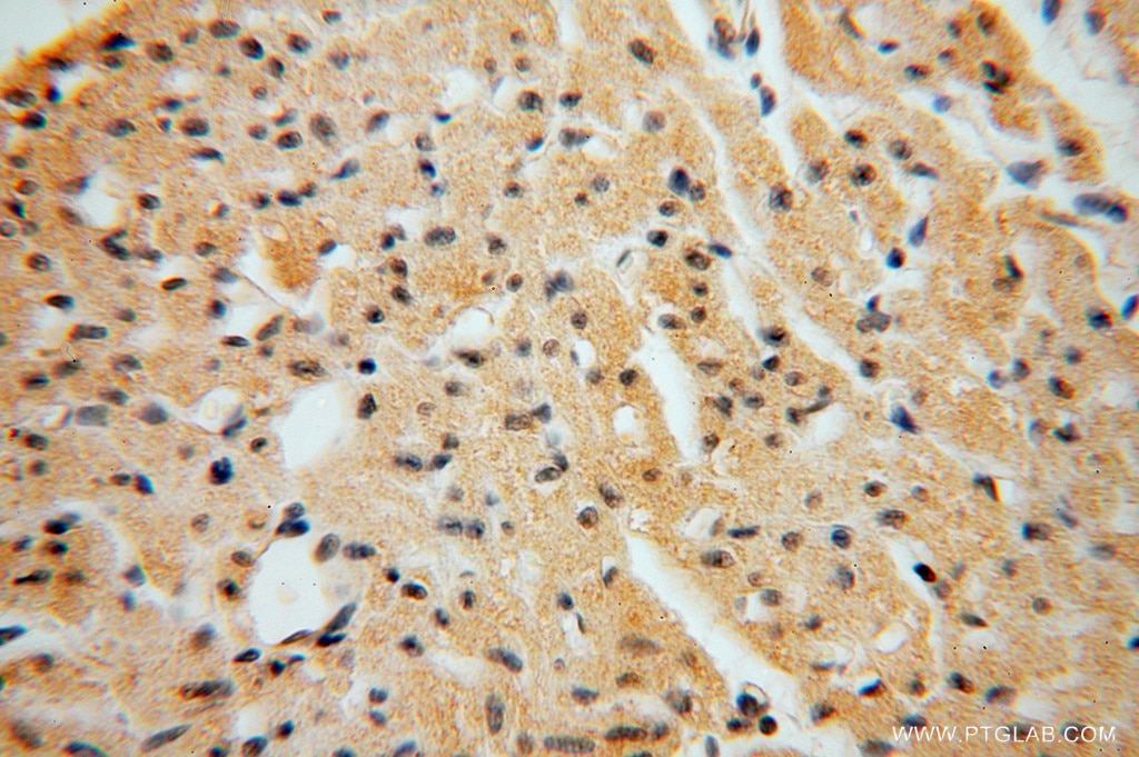 Immunohistochemistry (IHC) staining of human heart tissue using NGDN Polyclonal antibody (16524-1-AP)