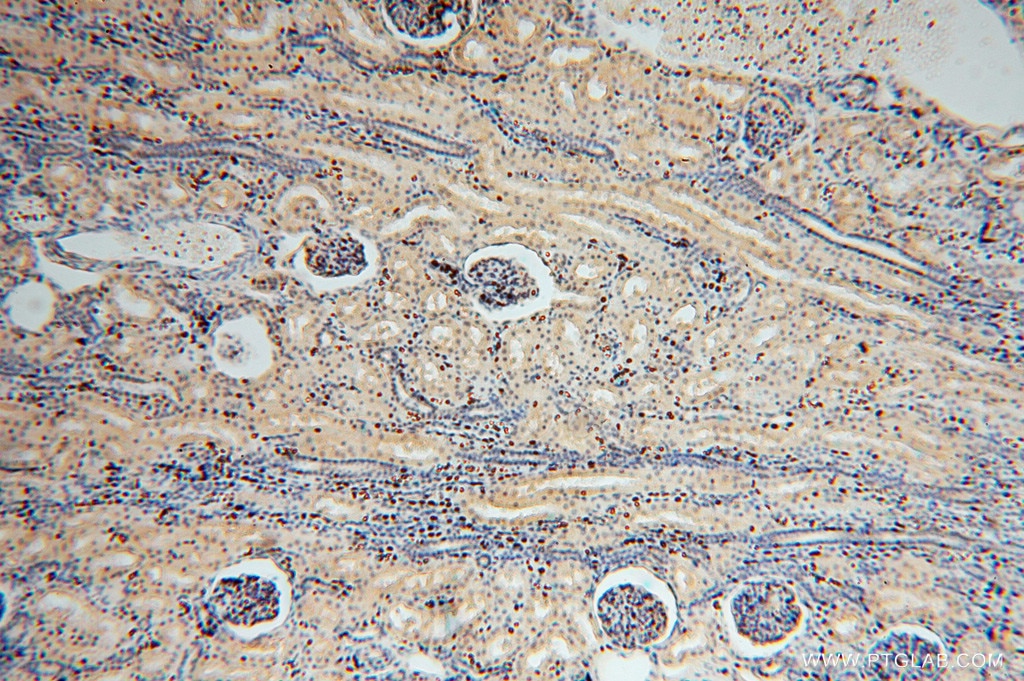Immunohistochemistry (IHC) staining of human kidney tissue using NGDN Polyclonal antibody (16524-1-AP)