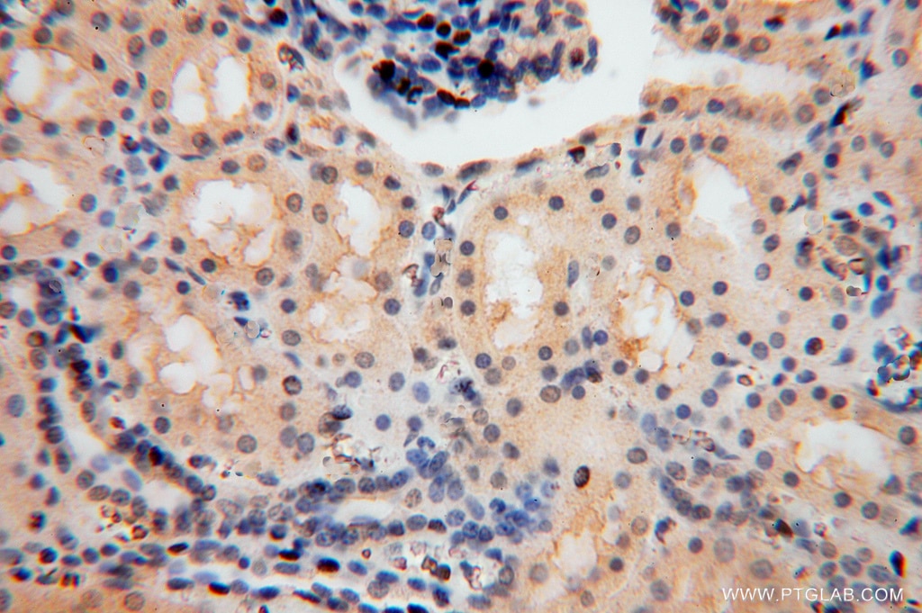 Immunohistochemistry (IHC) staining of human kidney tissue using NGDN Polyclonal antibody (16524-1-AP)