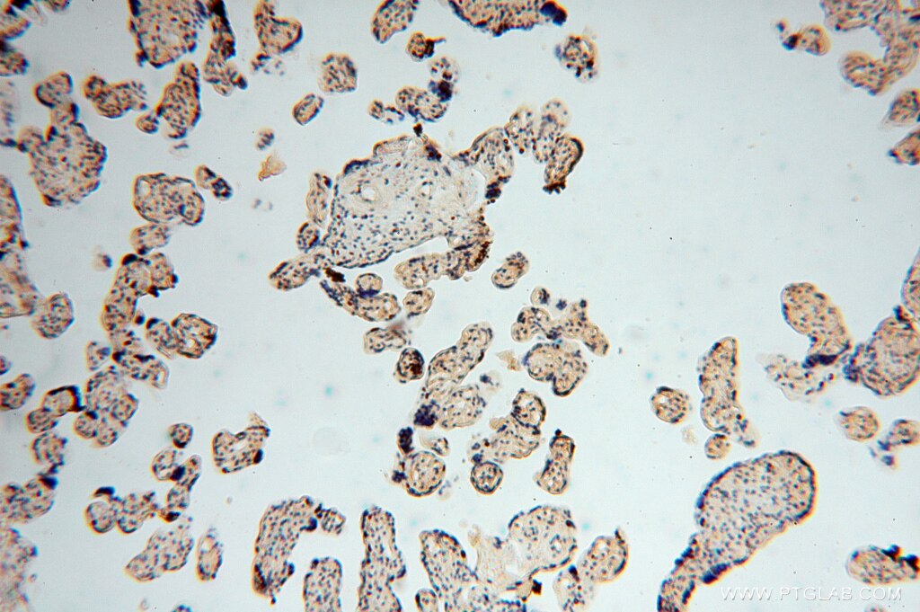 Immunohistochemistry (IHC) staining of human placenta tissue using NGDN Polyclonal antibody (16524-1-AP)