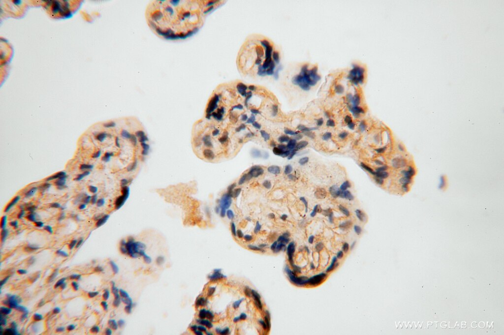 Immunohistochemistry (IHC) staining of human placenta tissue using NGDN Polyclonal antibody (16524-1-AP)