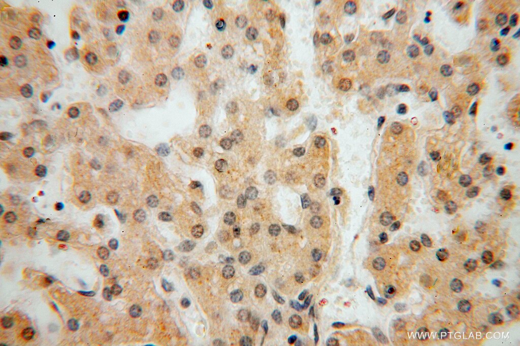 Immunohistochemistry (IHC) staining of human liver tissue using NGDN Polyclonal antibody (16524-1-AP)