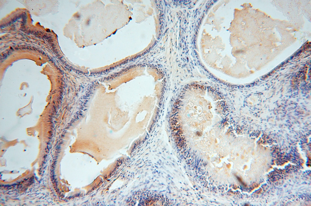 Immunohistochemistry (IHC) staining of human epididymis tissue using NGDN Polyclonal antibody (16524-1-AP)