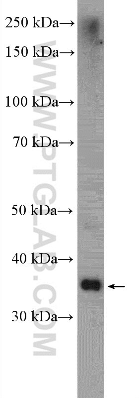 Western Blot (WB) analysis of mouse testis tissue using NGDN Polyclonal antibody (16524-1-AP)