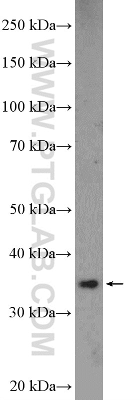 Western Blot (WB) analysis of mouse brain tissue using NGDN Polyclonal antibody (16524-1-AP)