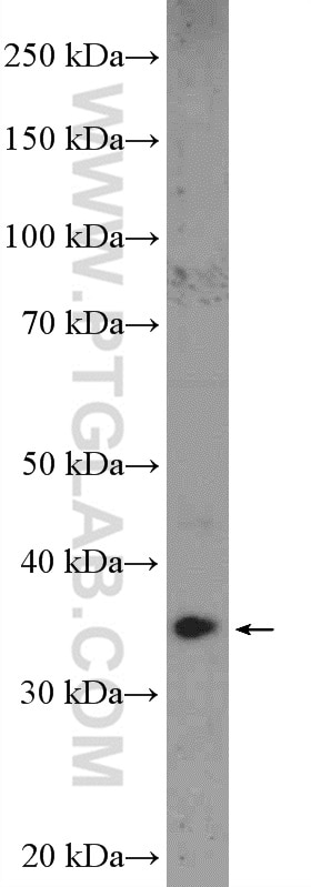 Western Blot (WB) analysis of mouse brain tissue using NGDN Polyclonal antibody (16524-1-AP)