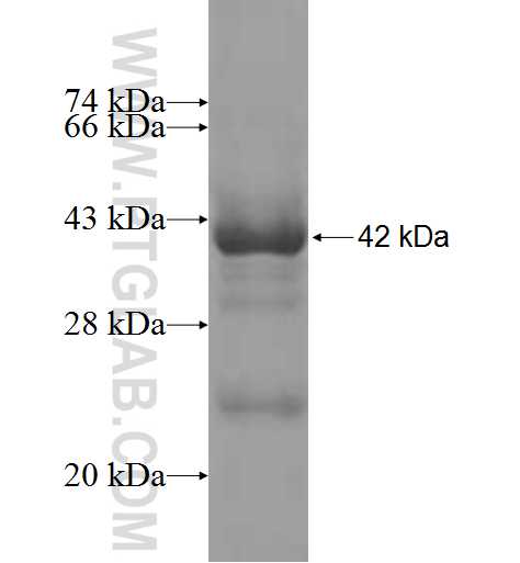 NGDN fusion protein Ag9894 SDS-PAGE