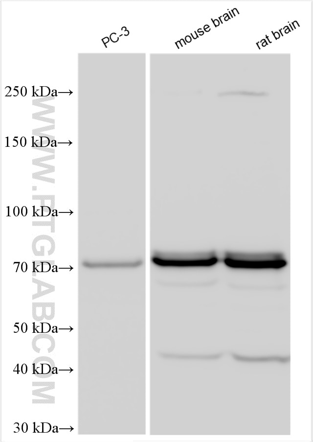 Western Blot (WB) analysis of various lysates using NGEF Polyclonal antibody (30229-1-AP)