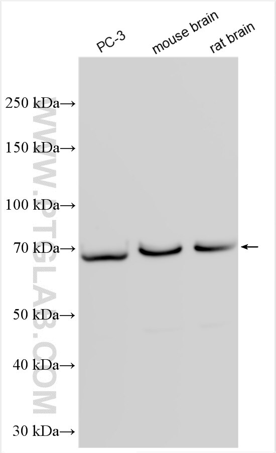 Western Blot (WB) analysis of various lysates using NGEF Polyclonal antibody (30229-1-AP)