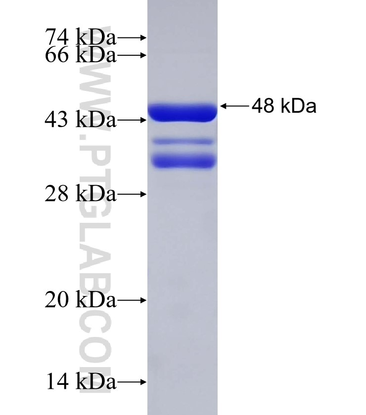 NGEF fusion protein Ag30842 SDS-PAGE