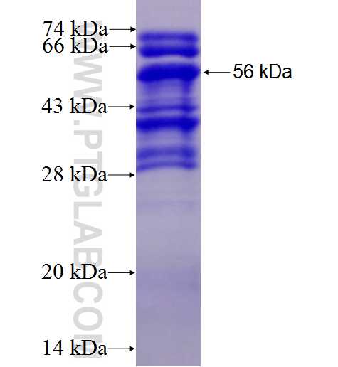 NGEF fusion protein Ag3967 SDS-PAGE