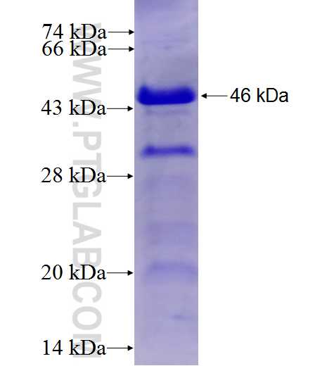 NGEF fusion protein Ag6929 SDS-PAGE