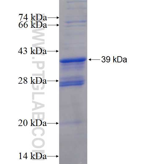 NGF fusion protein Ag25370 SDS-PAGE