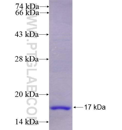 NGF fusion protein Ag14564 SDS-PAGE