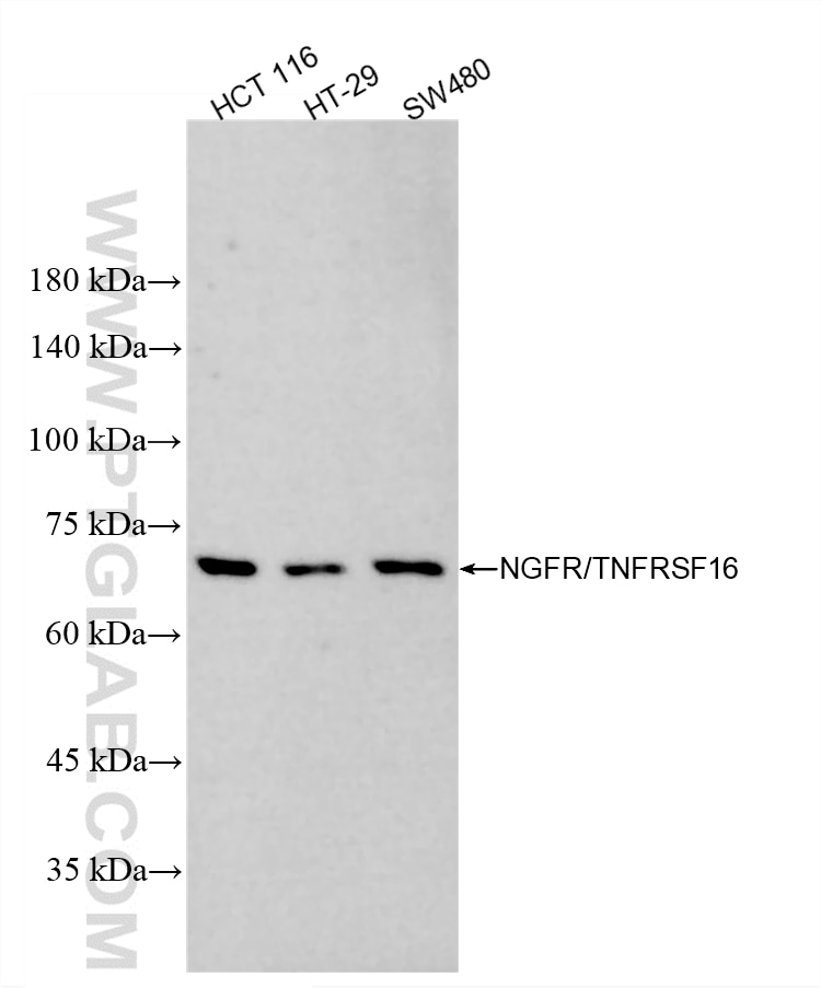 WB analysis using 86920-2-RR Western Blot (WB) analysis of various lysates using NGFR/TNFRSF16 Recombinant monoclonal antibody (86920-2-RR)