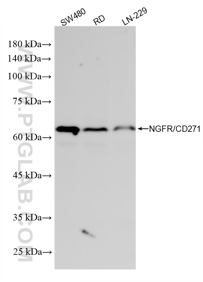 WB analysis using 86920-2-RR Western Blot (WB) analysis of various lysates using NGFR/TNFRSF16 Recombinant monoclonal antibody (86920-2-RR)