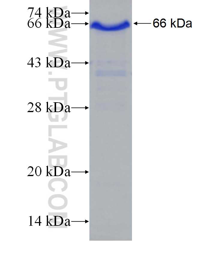 NGFR fusion protein Ag29849 SDS-PAGE